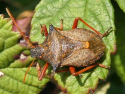 Picromerus bidens - Spiked Shieldbug